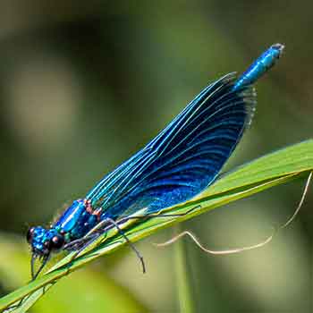 Blauflügelprachtlibelle-Männchen - Düpenau 