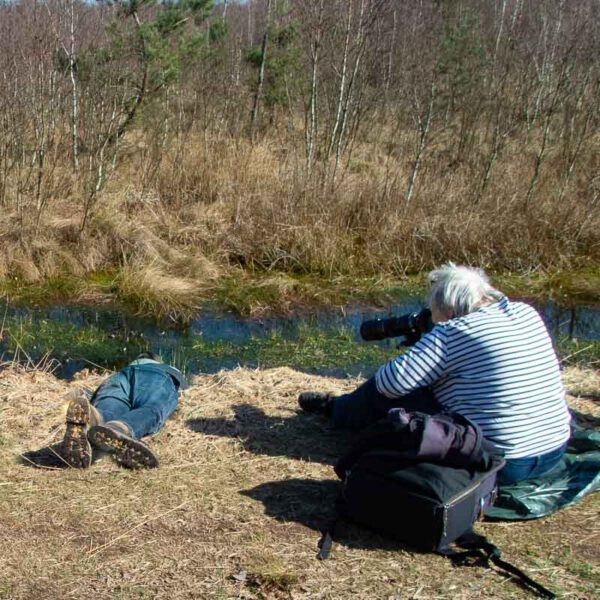 Blaue Moorfrösche im Tävsmoor und Himmelmoor Natur Region Pinneberg