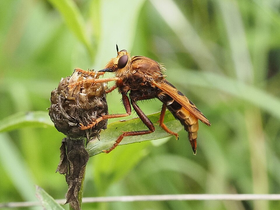 Hornissenraubfliege