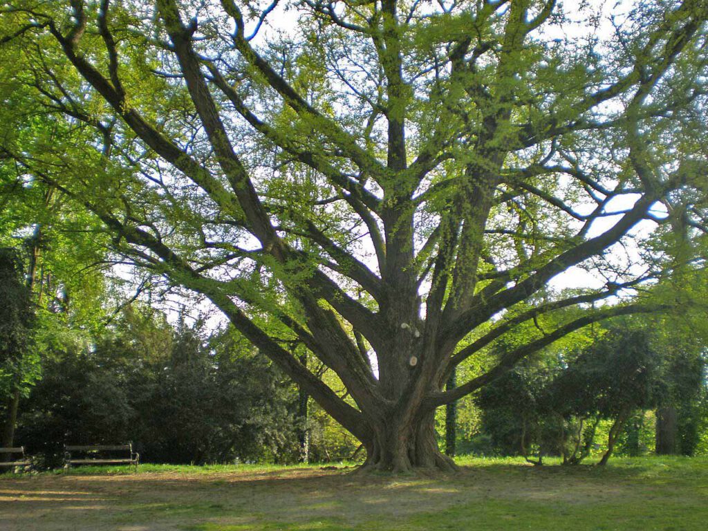 Ginkgo in Kroatien, gepflanzt 1777